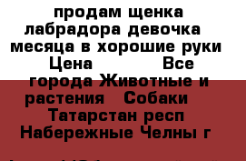 продам щенка лабрадора девочка 2 месяца в хорошие руки › Цена ­ 8 000 - Все города Животные и растения » Собаки   . Татарстан респ.,Набережные Челны г.